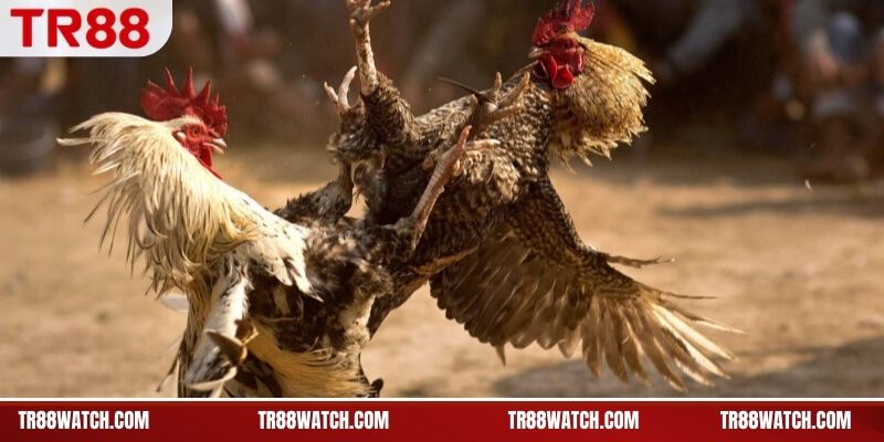 Cách tổ chức trận trong đá gà