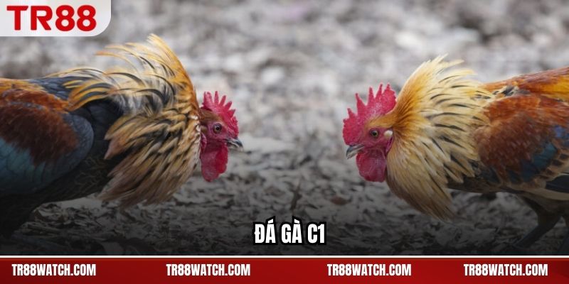 Đá Gà C1 TR88 - Giải Đấu Đỉnh Cao, Các Trận Chọn Lọc Đá Gà C1 TR88 - Giải Đấu Đỉnh Cao, Các Trận Chọn Lọc