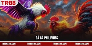 Đá Gà Philippines TR88 - Trận Gà Kịch Tính, Thắng Lớn