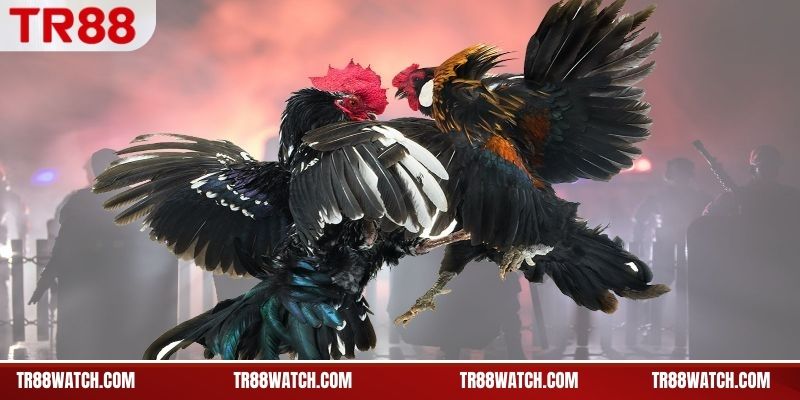 Điểm khác biệt của đá gà C1 