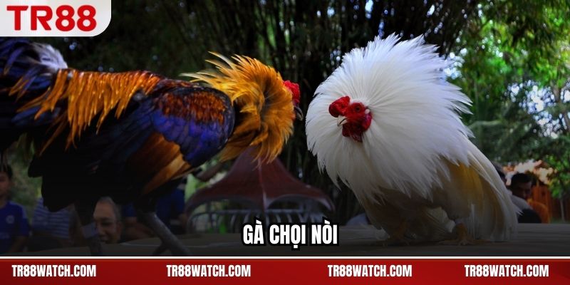 Gà Chọi Nòi TR88 - Đặc Trưng Thể Chất Và Lối Đá Bền Bỉ Gà Chọi Nòi TR88 - Đặc Trưng Thể Chất Và Lối Đá Bền Bỉ