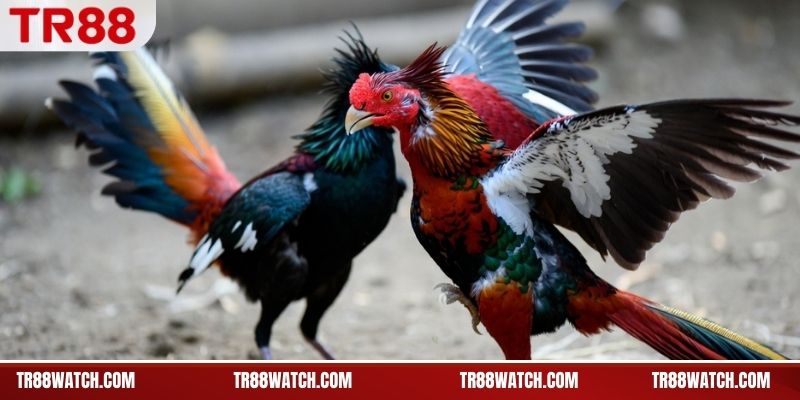 Lối thi đấu đặc trưng của gà chọi nòi