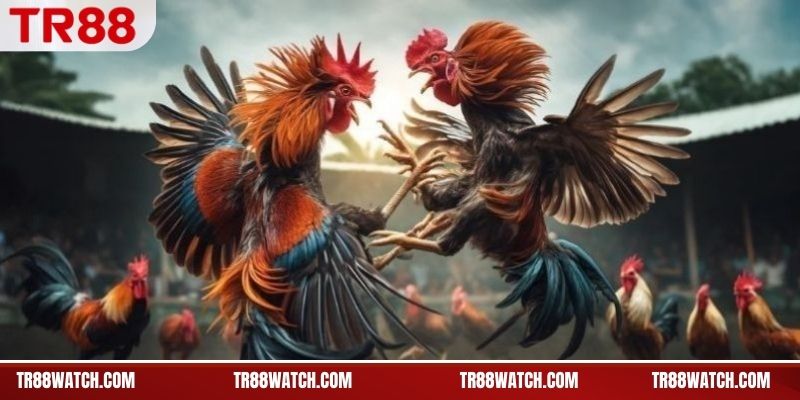 Đá Gà Philippines TR88 - Trận Gà Kịch Tính, Thắng Lớn Nguồn phát sóng đá gà Philippines trực tuyến