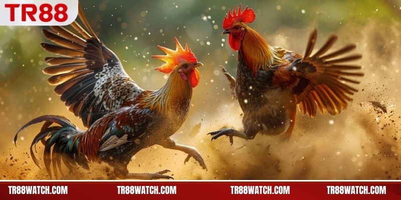 Đá Gà Philippines TR88 - Trận Gà Kịch Tính, Thắng Lớn Những kiểu thi đấu phổ biến trong đá gà Philippines